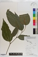 登錄號:S203228藏品圖，第1張