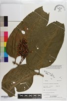 登錄號:S203231藏品圖，第1張