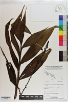 登錄號:S203234藏品圖，第1張