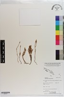 登錄號:S203237藏品圖，第1張