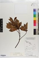 登錄號:S203238藏品圖，第1張