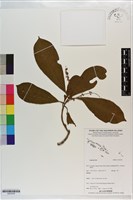 登錄號:S203239藏品圖，第1張