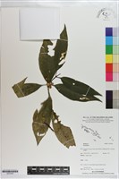登錄號:S203240藏品圖，第1張