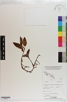 登錄號:S203242藏品圖，第1張