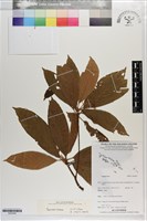 登錄號:S203245藏品圖，第1張