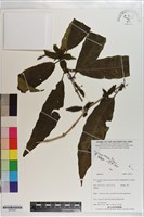 登錄號:S203247藏品圖，第1張