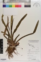 登錄號:S203249藏品圖，第1張