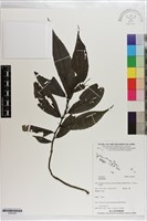 登錄號:S203250藏品圖，第1張