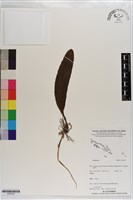 登錄號:S203252藏品圖，第1張