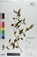 秘魯苦蘵、燈籠果藏品圖，第1張
