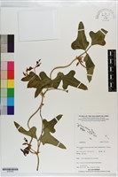 登錄號:S203254藏品圖，第1張