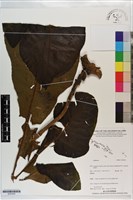 登錄號:S203256藏品圖，第1張