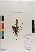 登錄號:S203260藏品圖，第1張