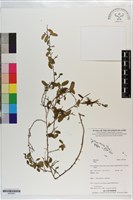 登錄號:S203261藏品圖，第1張