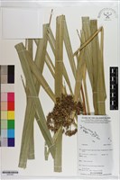 登錄號:S203262藏品圖，第1張