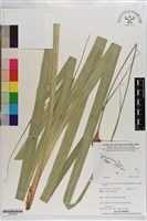 登錄號:S203264藏品圖，第1張