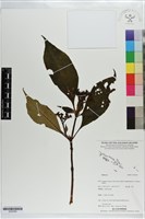 登錄號:S203265藏品圖，第1張