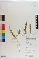 登錄號:S203266藏品圖，第1張