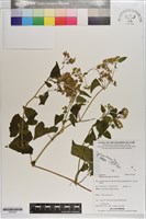 小花蔓澤蘭藏品圖，第1張