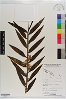 登錄號:S203270藏品圖，第1張