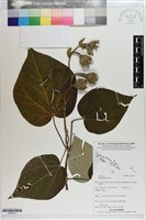 黃槿藏品圖，第1張