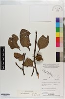 登錄號:S203274藏品圖，第1張