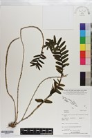 登錄號:S203277藏品圖，第1張