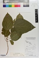 登錄號:S203279藏品圖，第1張