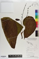 登錄號:S203280藏品圖，第1張