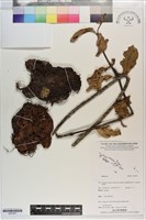 登錄號:S203281藏品圖，第1張
