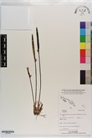 登錄號:S203282藏品圖，第1張