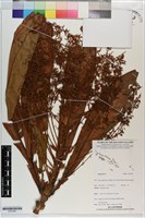 登錄號:S203284藏品圖，第1張