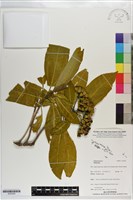 登錄號:S203285藏品圖，第1張