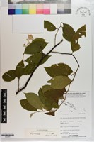 登錄號:S203287藏品圖，第1張