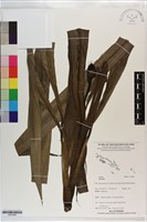 登錄號:S203288藏品圖，第1張