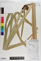 登錄號:S203289藏品圖，第1張