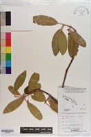 登錄號:S203290藏品圖，第1張