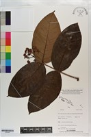 登錄號:S203291藏品圖，第1張