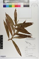 登錄號:S203292藏品圖，第1張