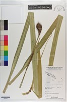 登錄號:S203293藏品圖，第1張