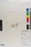 登錄號:S203294藏品圖，第1張