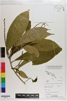 登錄號:S203297藏品圖，第1張