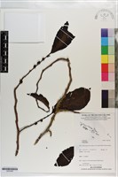 登錄號:S203298藏品圖，第1張
