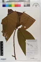登錄號:S203300藏品圖，第1張