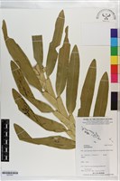 登錄號:S203301藏品圖，第1張