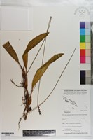 登錄號:S203302藏品圖，第1張