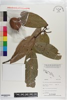 登錄號:S203304藏品圖，第1張