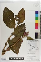 登錄號:S203305藏品圖，第1張