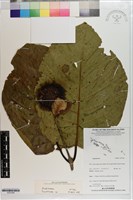登錄號:S203306藏品圖，第1張
