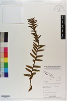 登錄號:S203307藏品圖，第1張